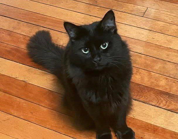 About the Black Cat Rescue - Pride campaign on Bonfire 2