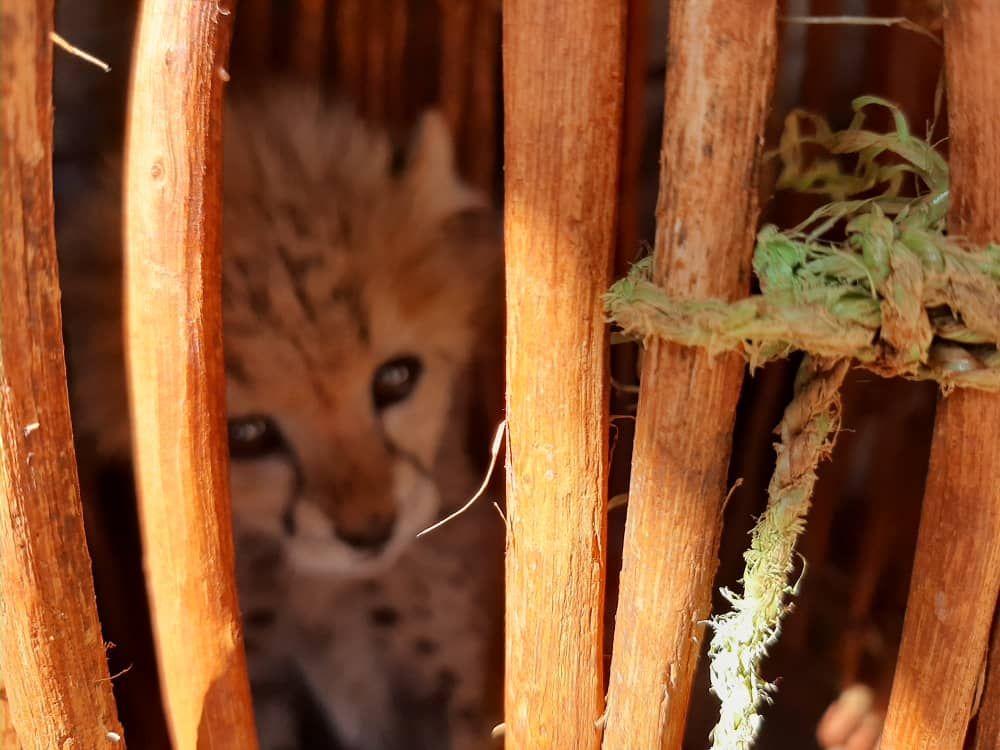 About the Cheetahs Are Not Pets! campaign on Bonfire 3