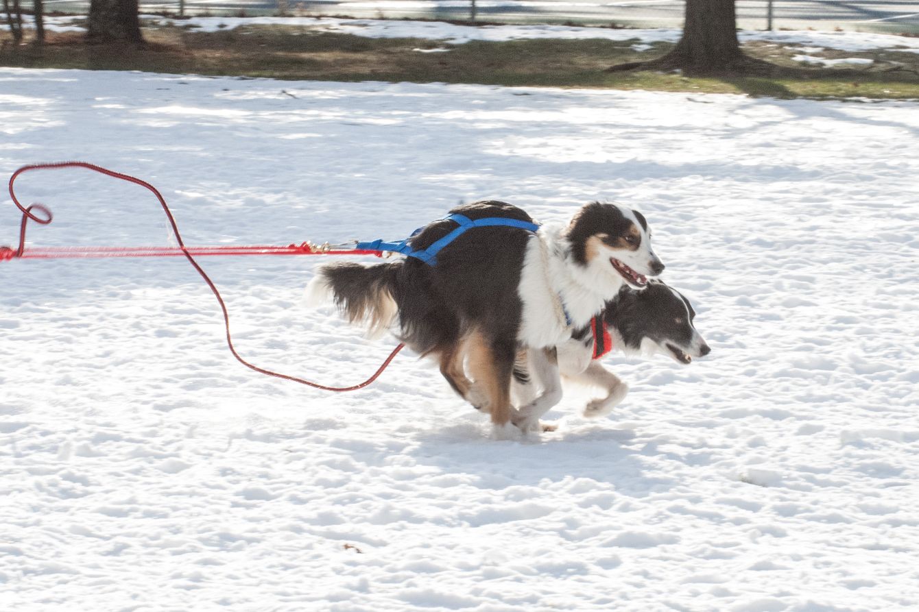 About the Snow Dogs campaign on Bonfire 2