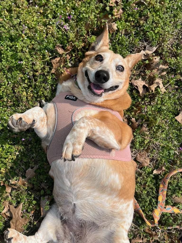 About the Trucker Hat Gray/White campaign on Bonfire 4