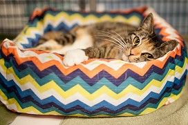 About the Safe Haven for Cats Merch campaign on Bonfire 2