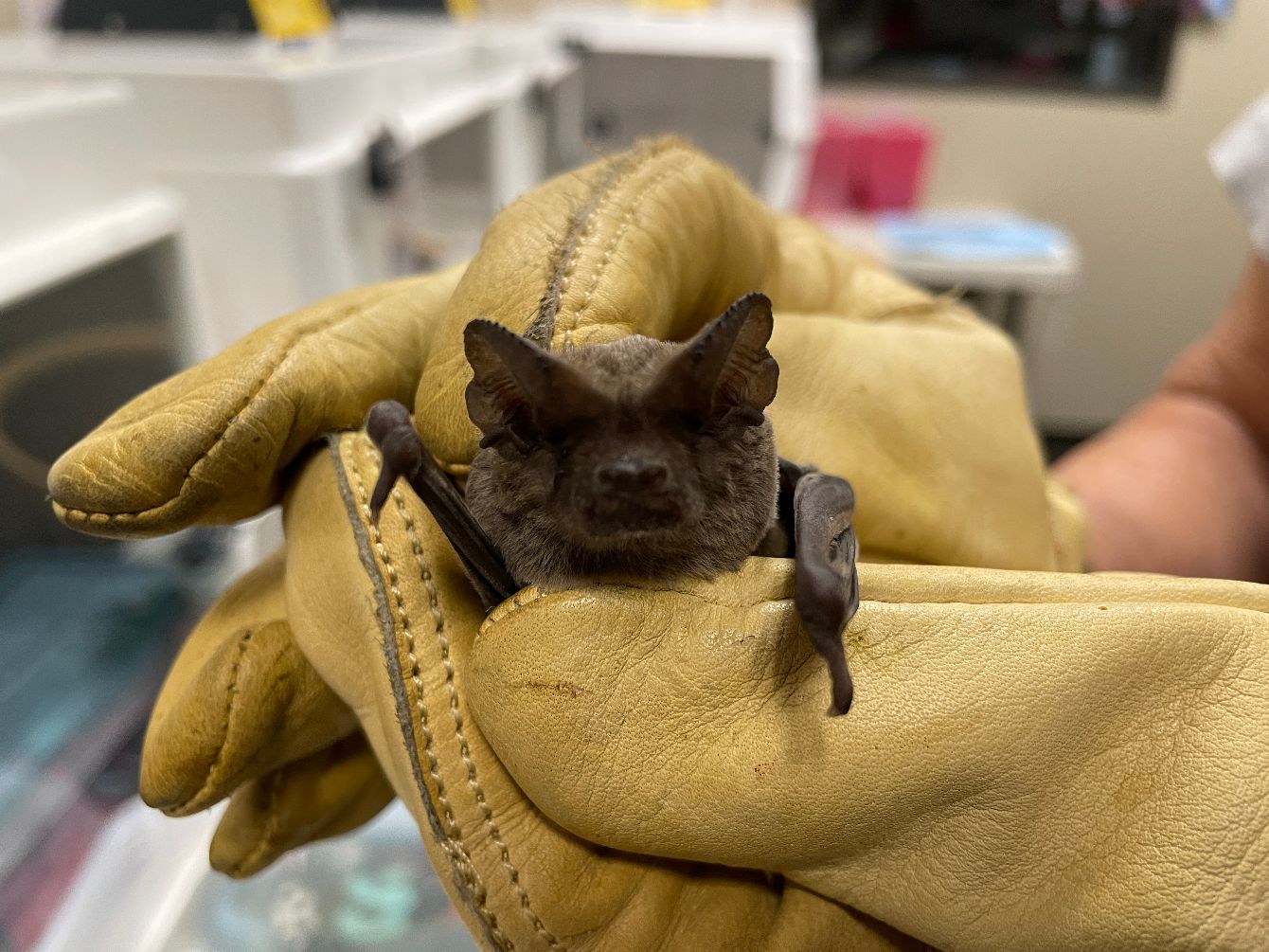 About the Save The Bats campaign on Bonfire 3