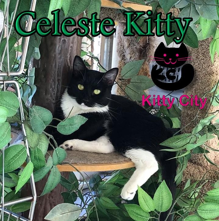 About the Kitty City campaign on Bonfire 3
