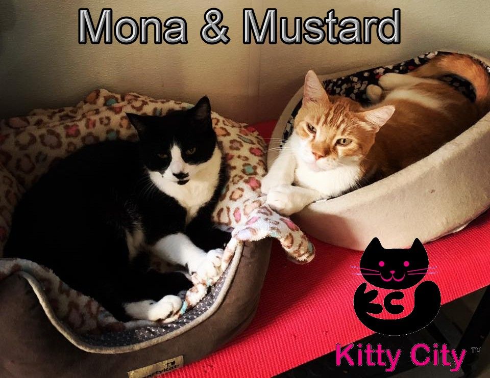 About the Kitty City campaign on Bonfire 2