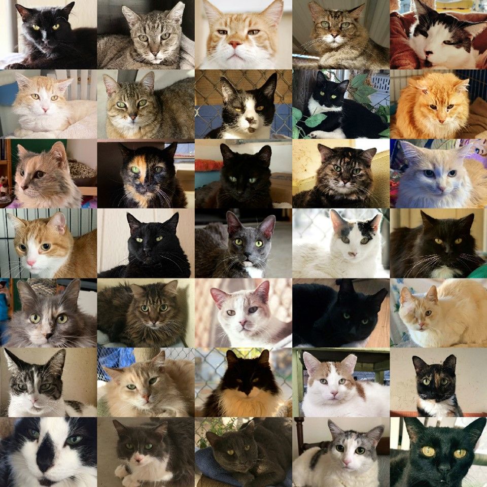 About the Kitty City campaign on Bonfire 5