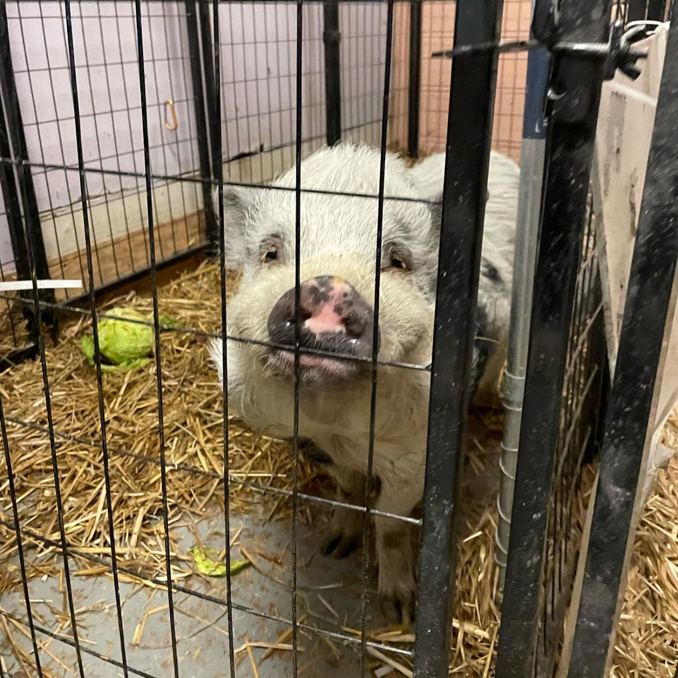 About the Nutmeg the Pig campaign on Bonfire 2