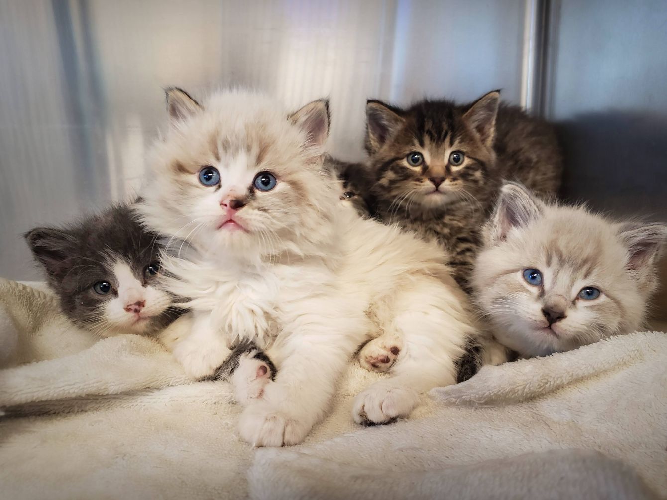 About the Beans and Dreams: Help Us Save Cats campaign on Bonfire 2