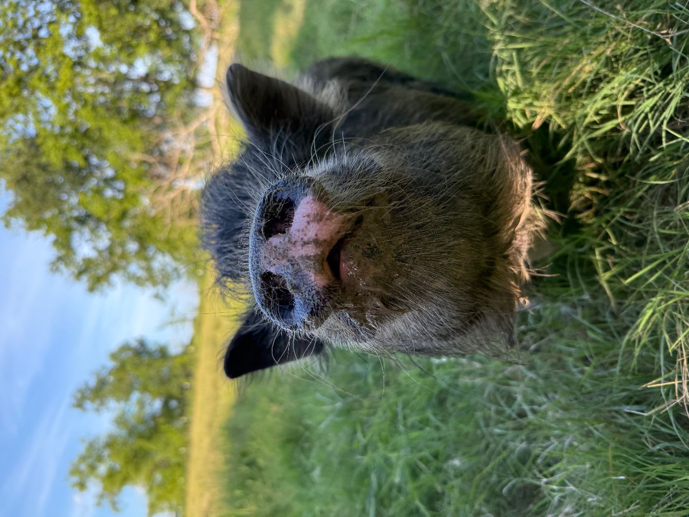 About the Sugarplums Snout Kisses campaign on Bonfire 2