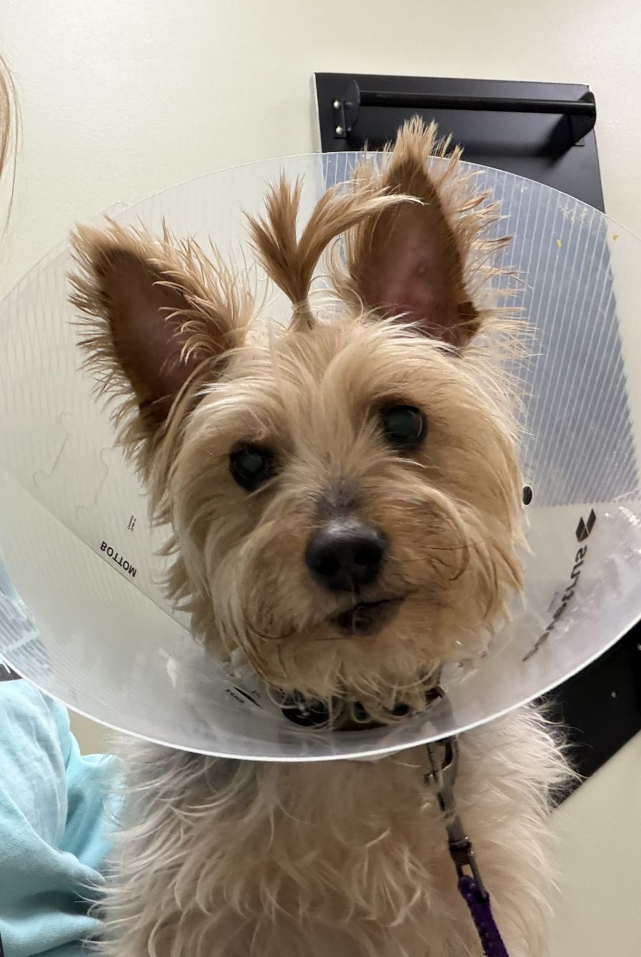 About the Support a Tiny Tyrant campaign on Bonfire 2