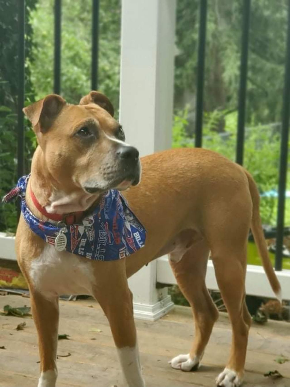 About the Team Underdog campaign on Bonfire 2