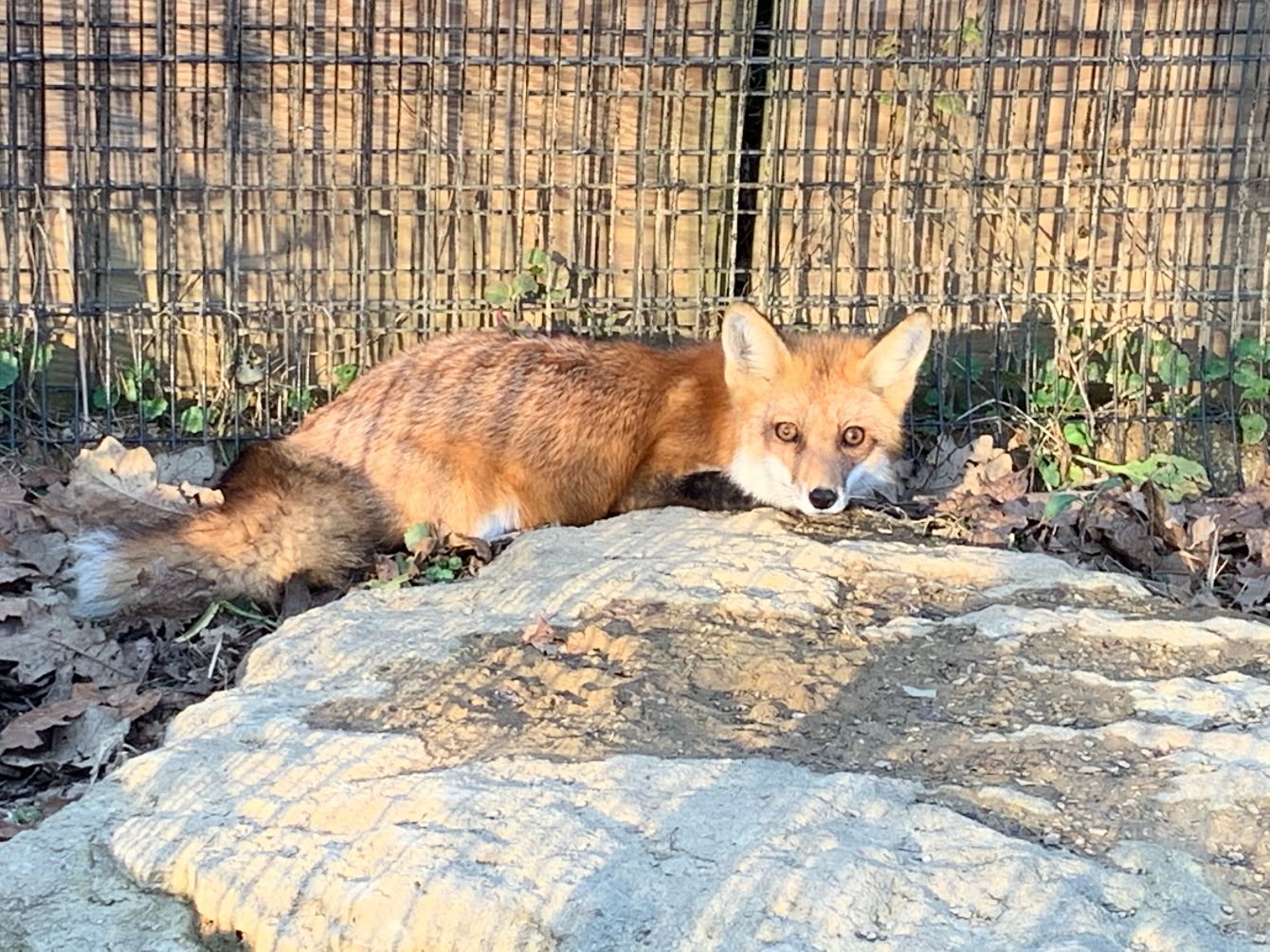 About the Raising Funds to Raise Roofs! campaign on Bonfire 3