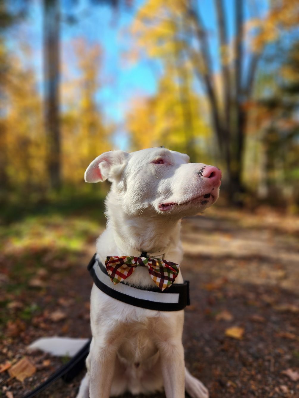 About the  campaign on Bonfire 2