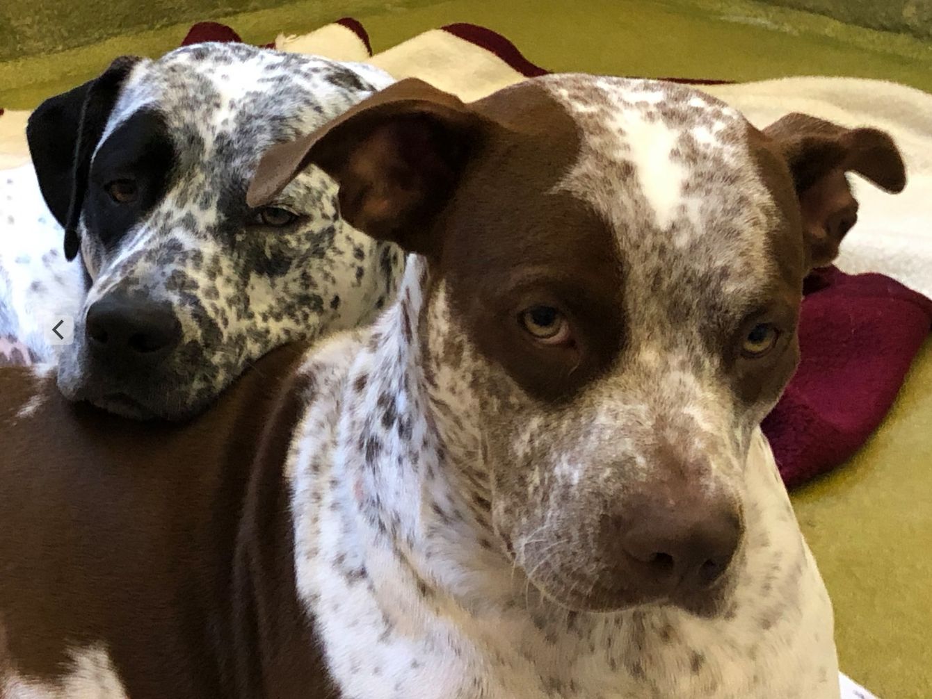 About the You Can't Buy Love... campaign on Bonfire 2