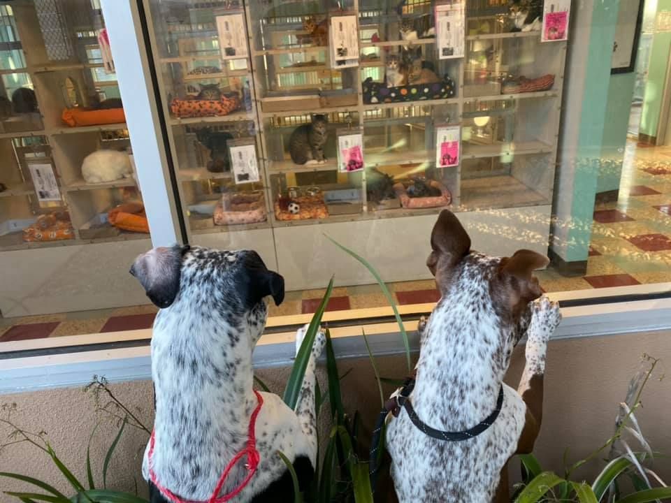 About the You Can't Buy Love... campaign on Bonfire 3