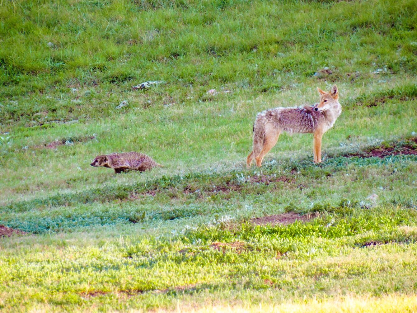 About the Badger and Coyote Hoodie campaign on Bonfire 3