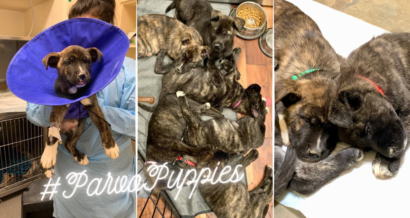 About the 3 Eye Blind - Pitties campaign on Bonfire 3