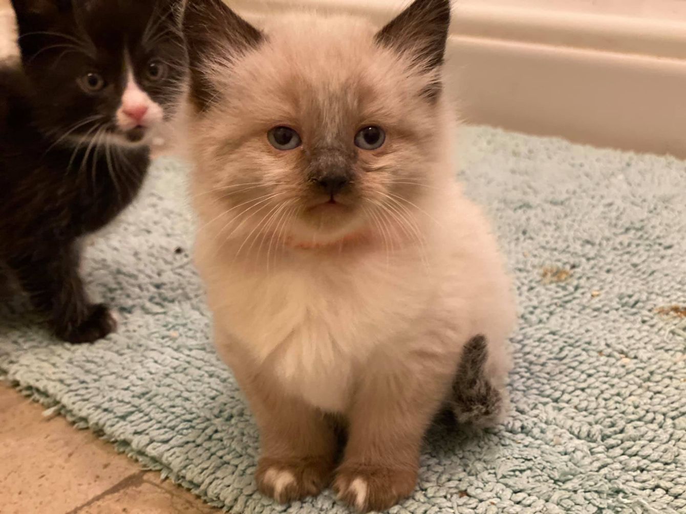 About the This Shirt Saves Cats campaign on Bonfire 2