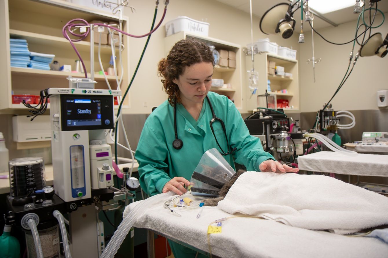 About the  campaign on Bonfire 4