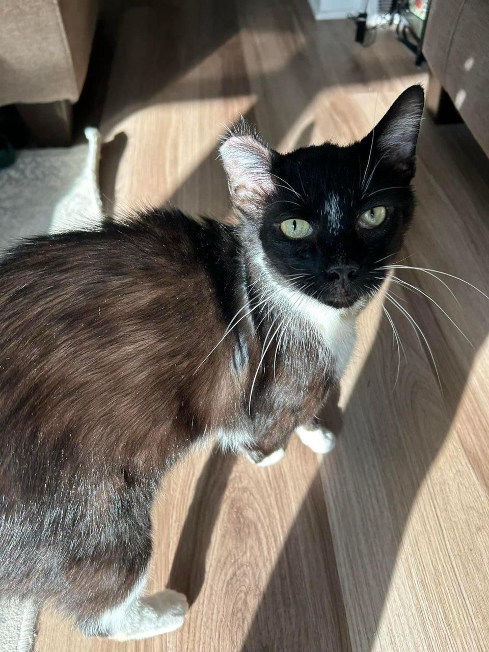 About the CAC Kitties Group Shirt campaign on Bonfire 8