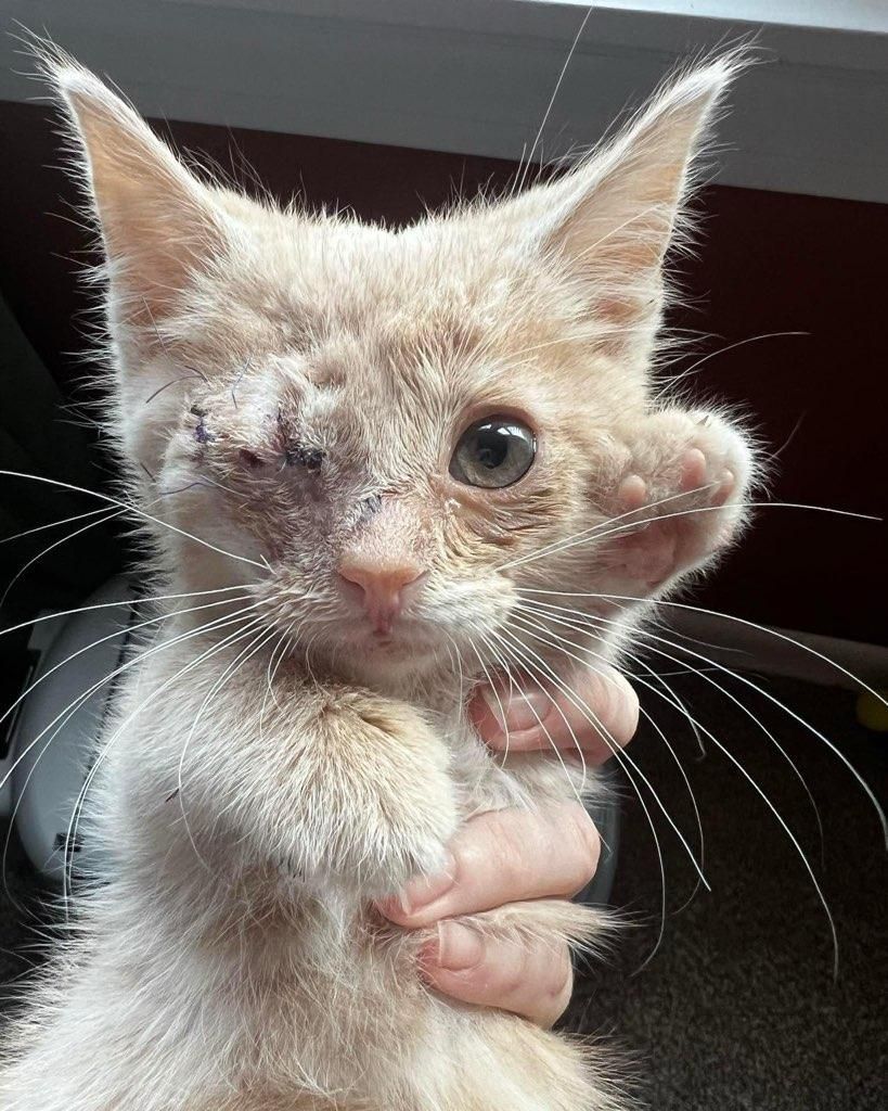 About the CAC Kitties Group Shirt campaign on Bonfire 4