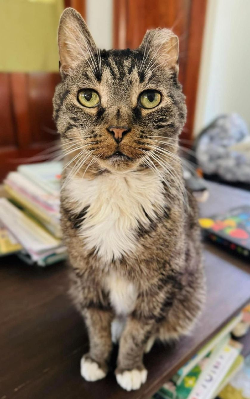 About the CAC Kitties Group Shirt campaign on Bonfire 6