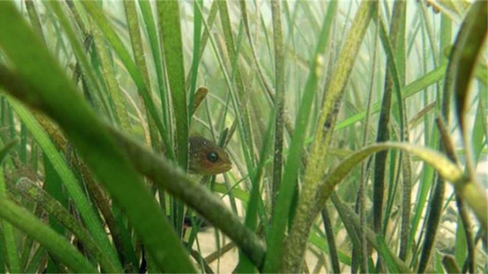 About the Essential Eelgrass campaign on Bonfire 2