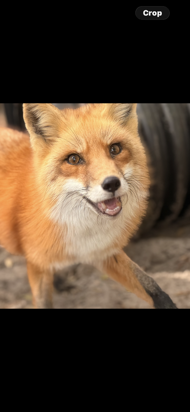 About the The Spirit Tree Inc - Fox campaign on Bonfire 5