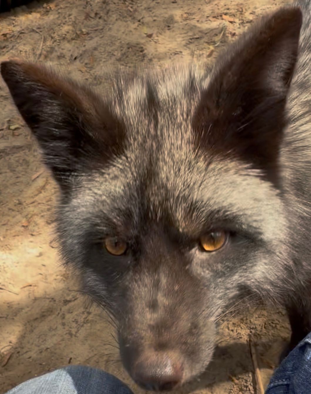 About the The Spirit Tree Inc - Fox campaign on Bonfire 3