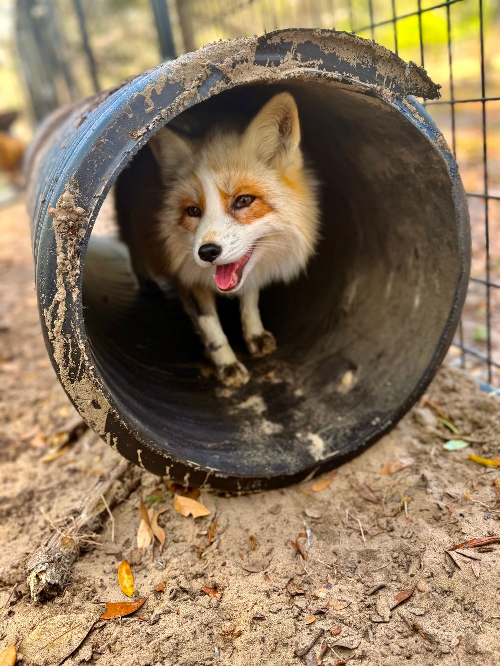 About the The Spirit Tree Inc - Fox campaign on Bonfire 4