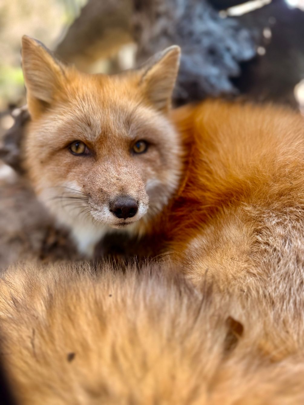 About the The Spirit Tree Inc - Fox campaign on Bonfire 2