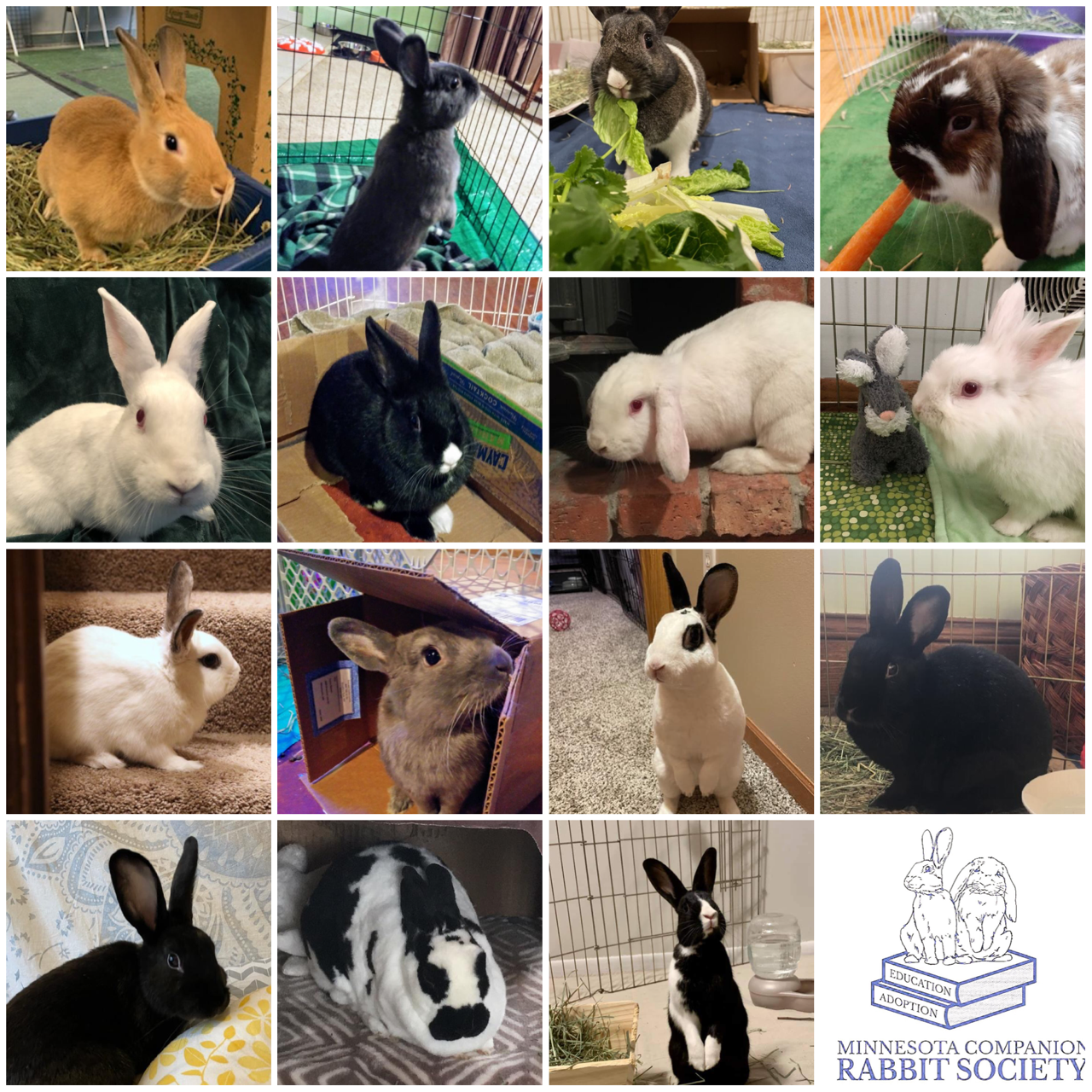 About the Rescue. Educate. Adopt. campaign on Bonfire 2