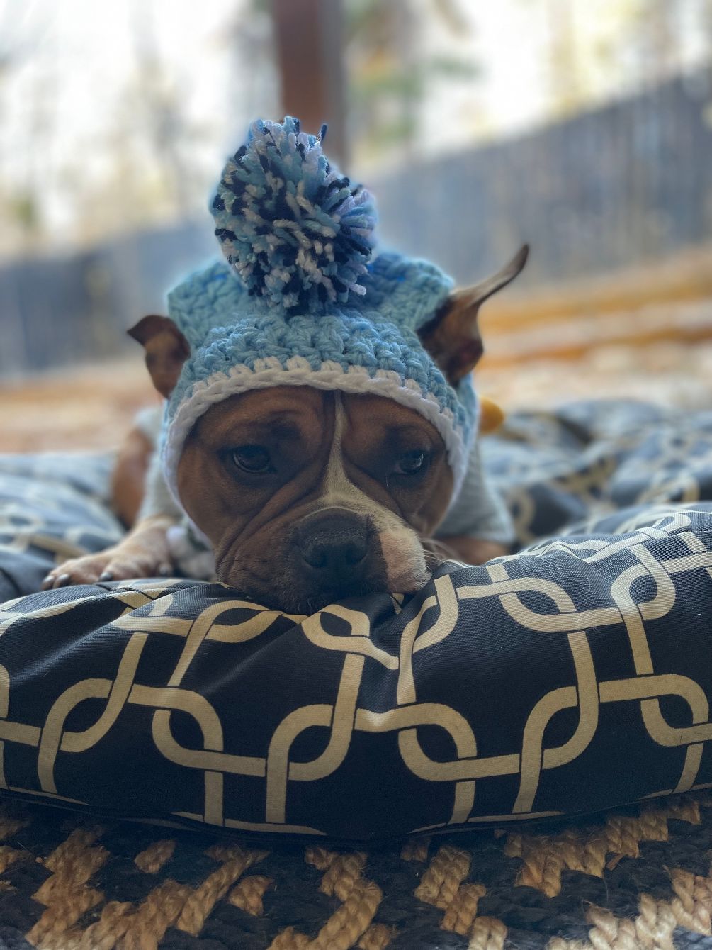 About the BAN BREEDING - GLENDA campaign on Bonfire 2