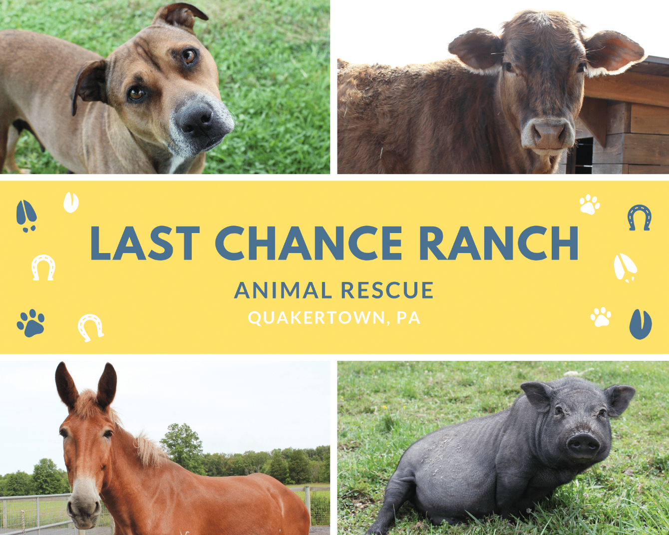 About the Rescue Adopt Educate campaign on Bonfire 2