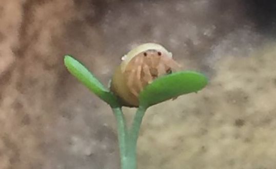 About the  campaign on Bonfire 2