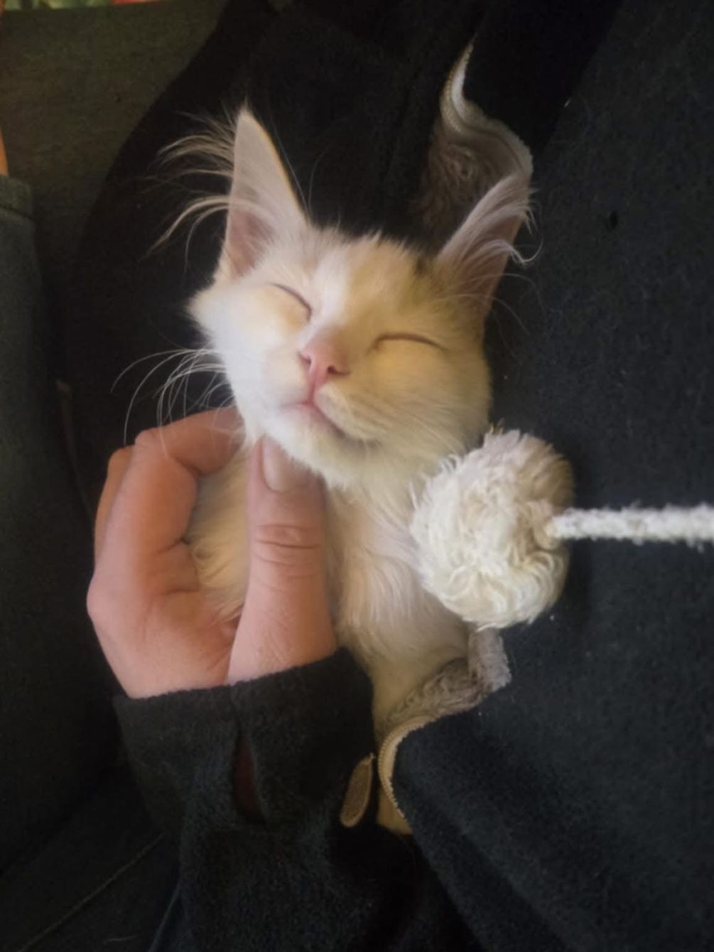 About the Save the Kitties  campaign on Bonfire 2