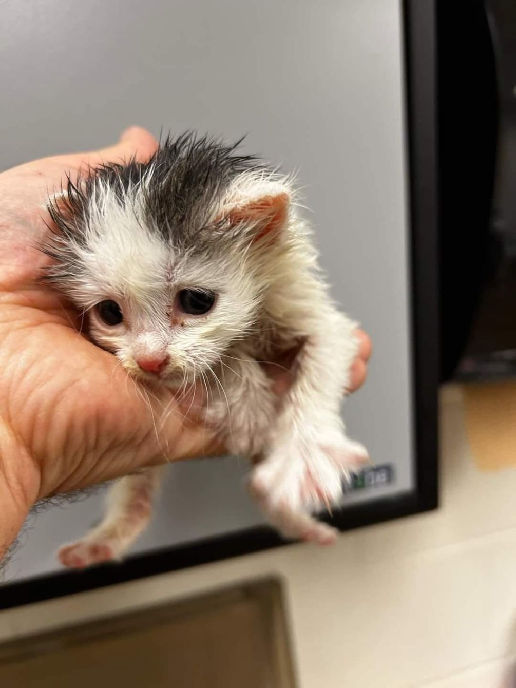 About the Save the Kitties  campaign on Bonfire 3