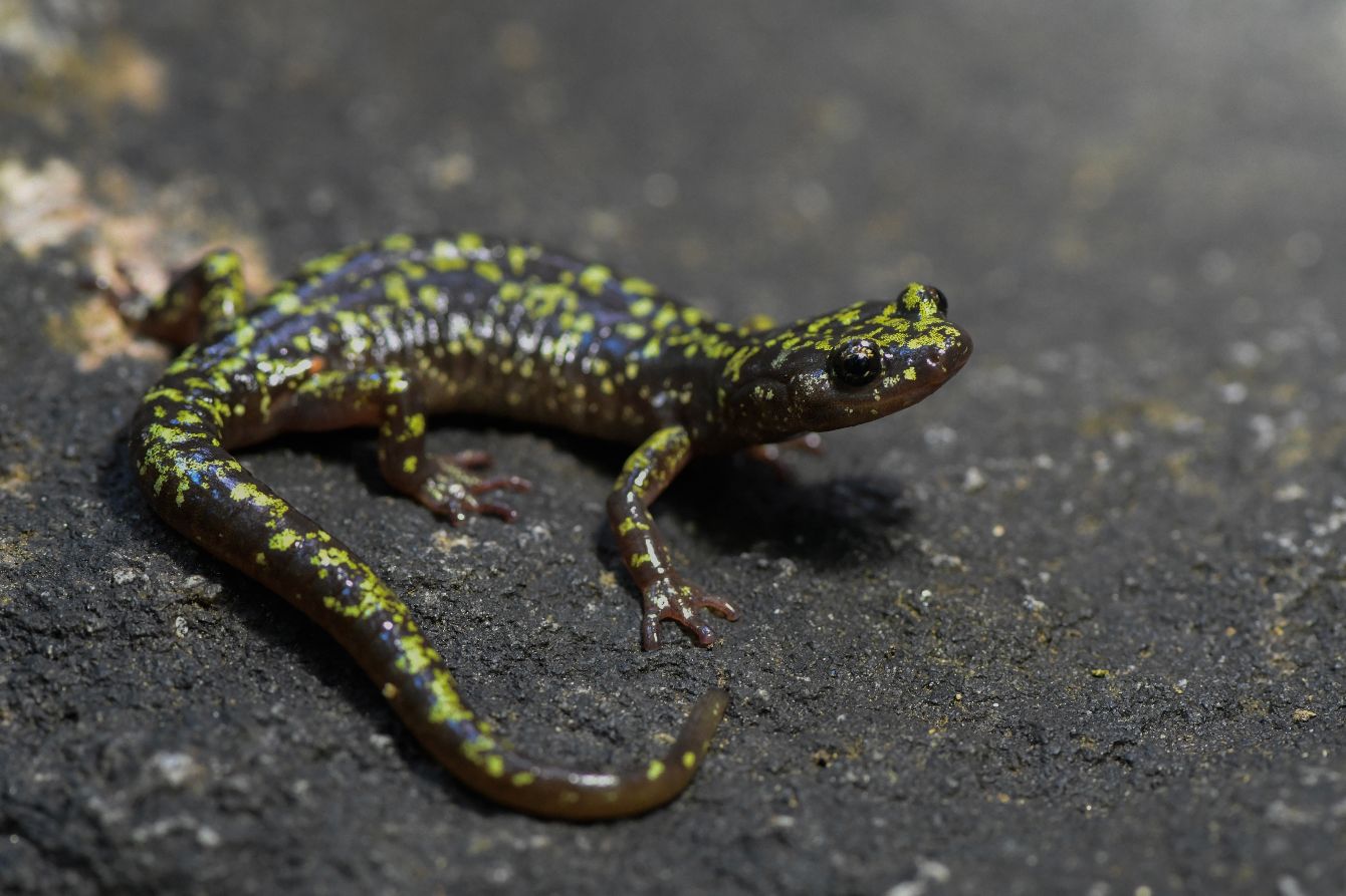 About the FCSal White Logo ? Show Your Support campaign on Bonfire 2