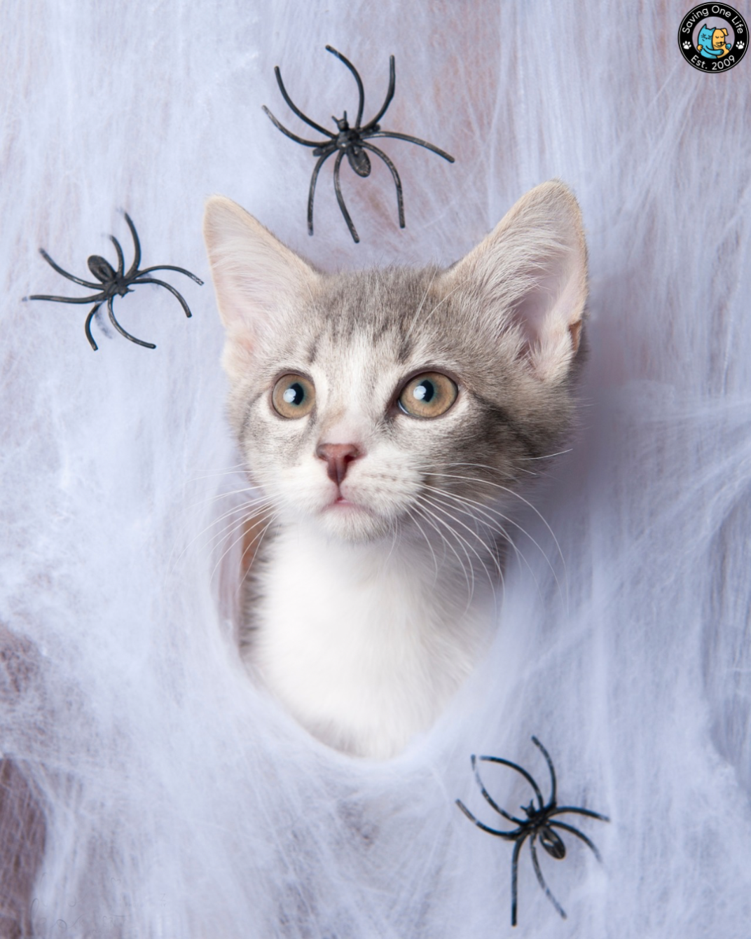 About the SOL Halloween Apparel campaign on Bonfire 2