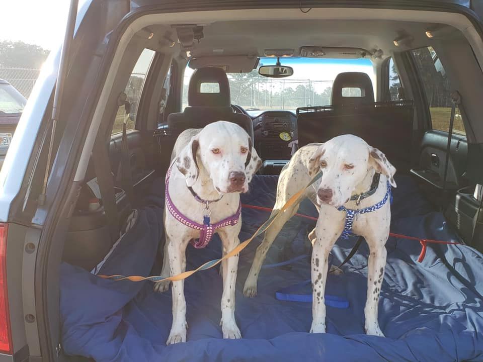 About the Pointer Rescue Transport Team Shirts campaign on Bonfire 2