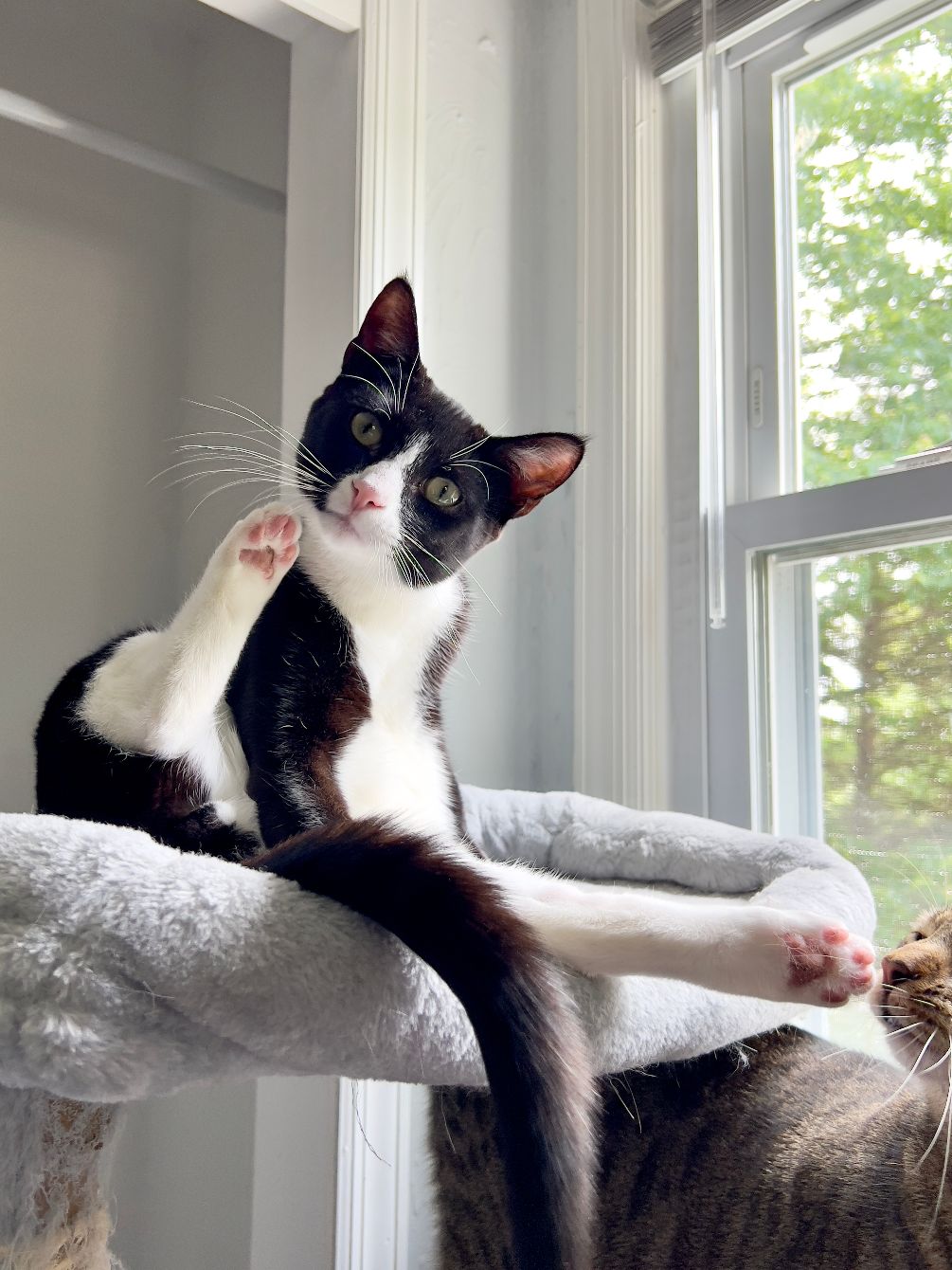 About the Full of existential bread campaign on Bonfire 4