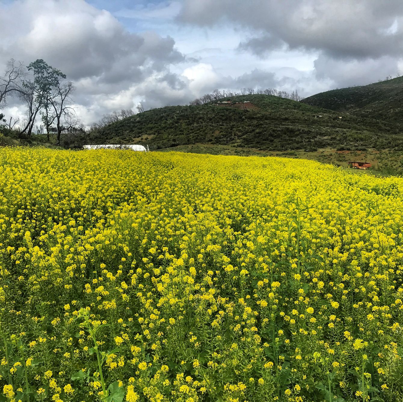 About the Support Local Farmers (Toddler) campaign on Bonfire 2