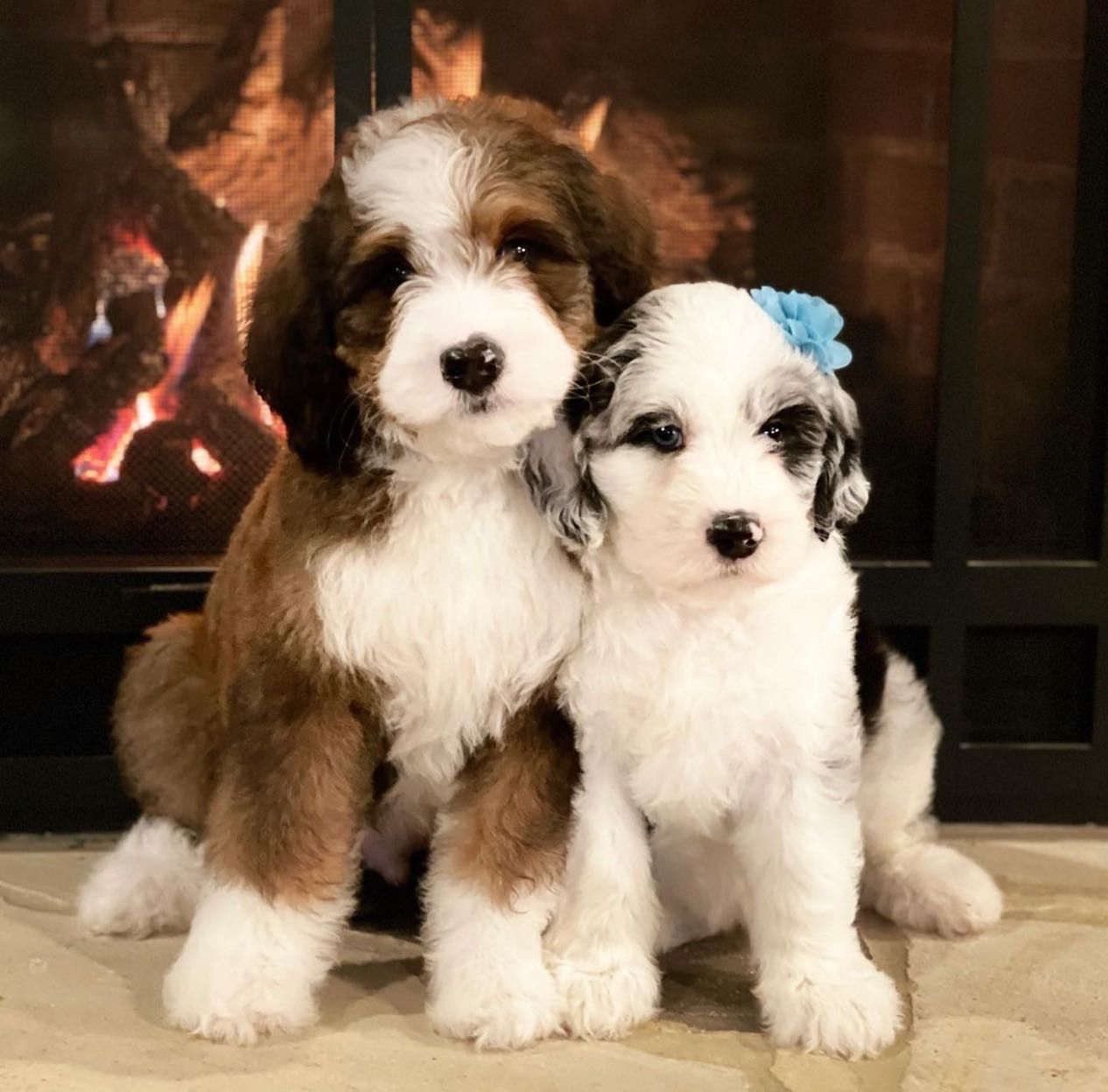 About the  campaign on Bonfire 2