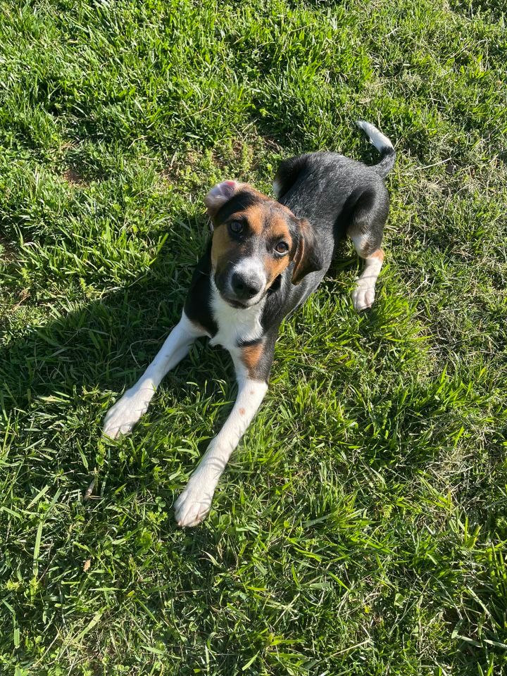 About the May the Paws be with You! campaign on Bonfire 3