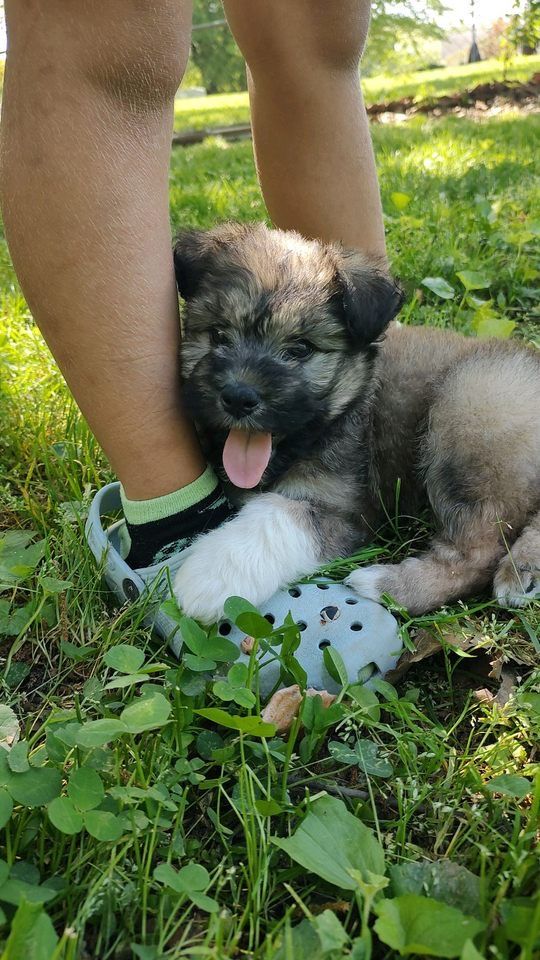 About the May the Paws be with You! campaign on Bonfire 2