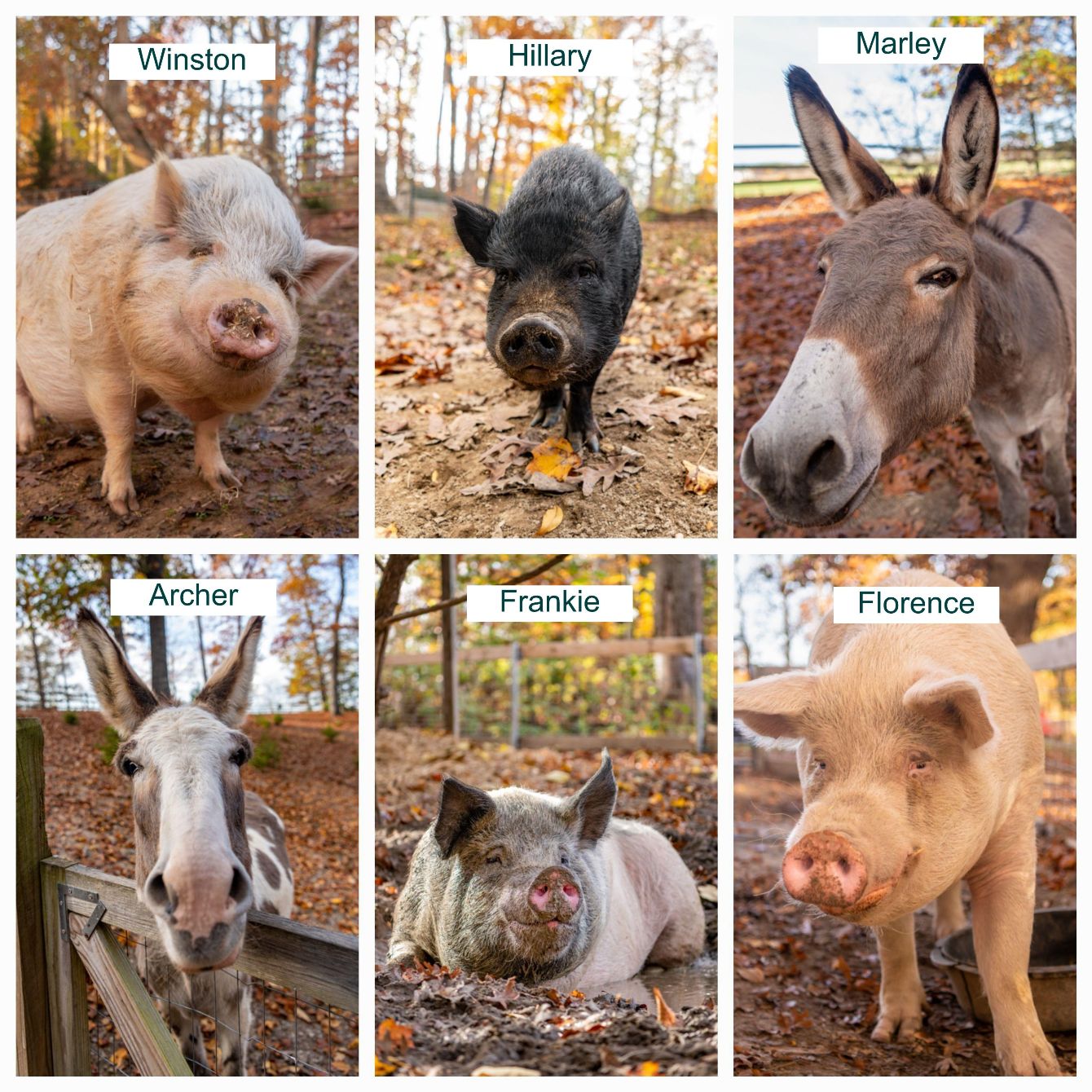 About the Grateful Meadows campaign on Bonfire 2