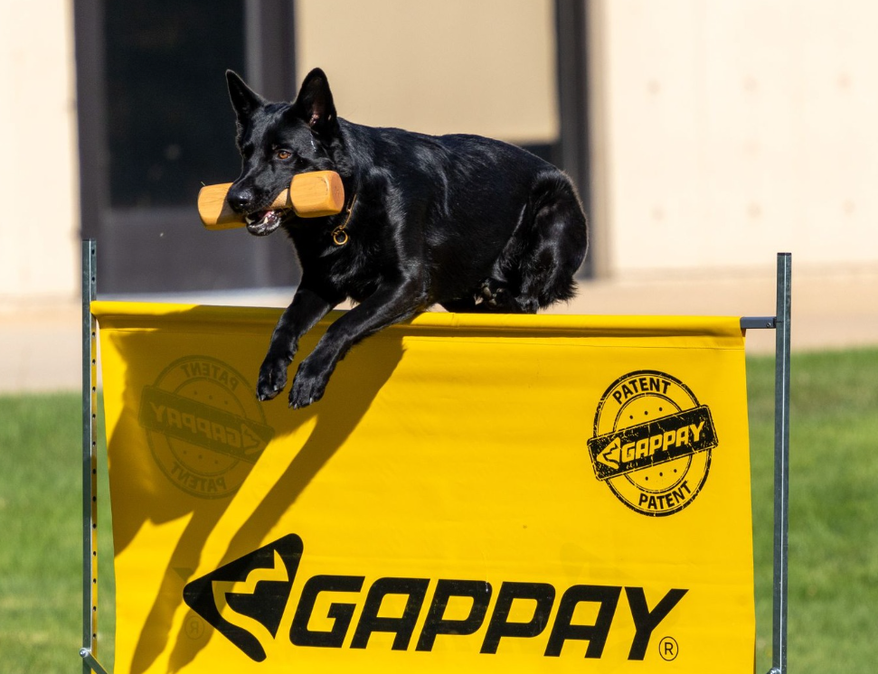 About the Daniela and Ash - 2025 DVG Nationals campaign on Bonfire 9