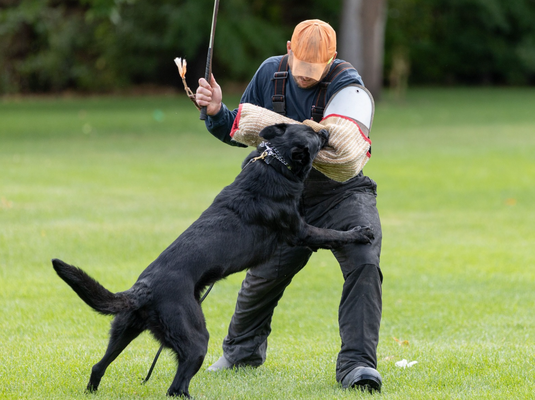 About the Daniela and Ash - 2025 DVG Nationals campaign on Bonfire 5