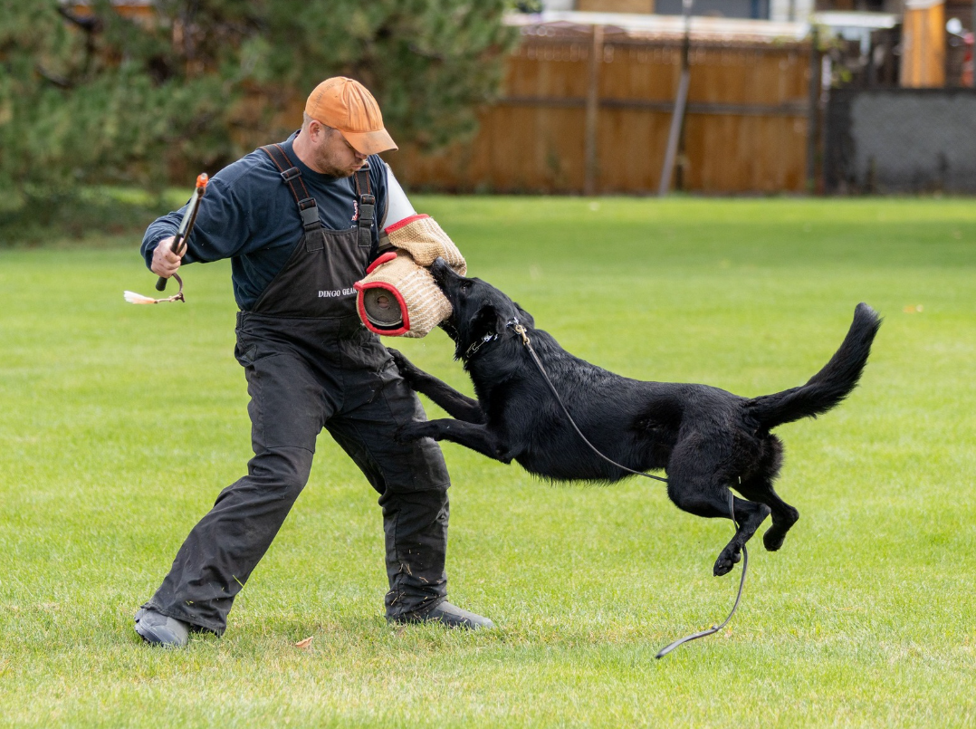 About the Daniela and Ash - 2025 DVG Nationals campaign on Bonfire 6