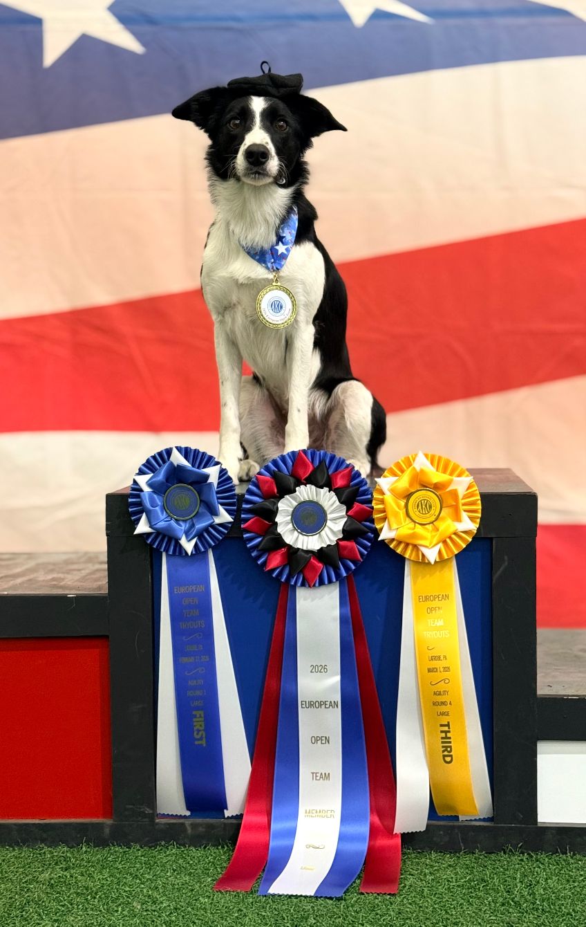 About the Please Pardon the Screaming EO 2026 campaign on Bonfire 2