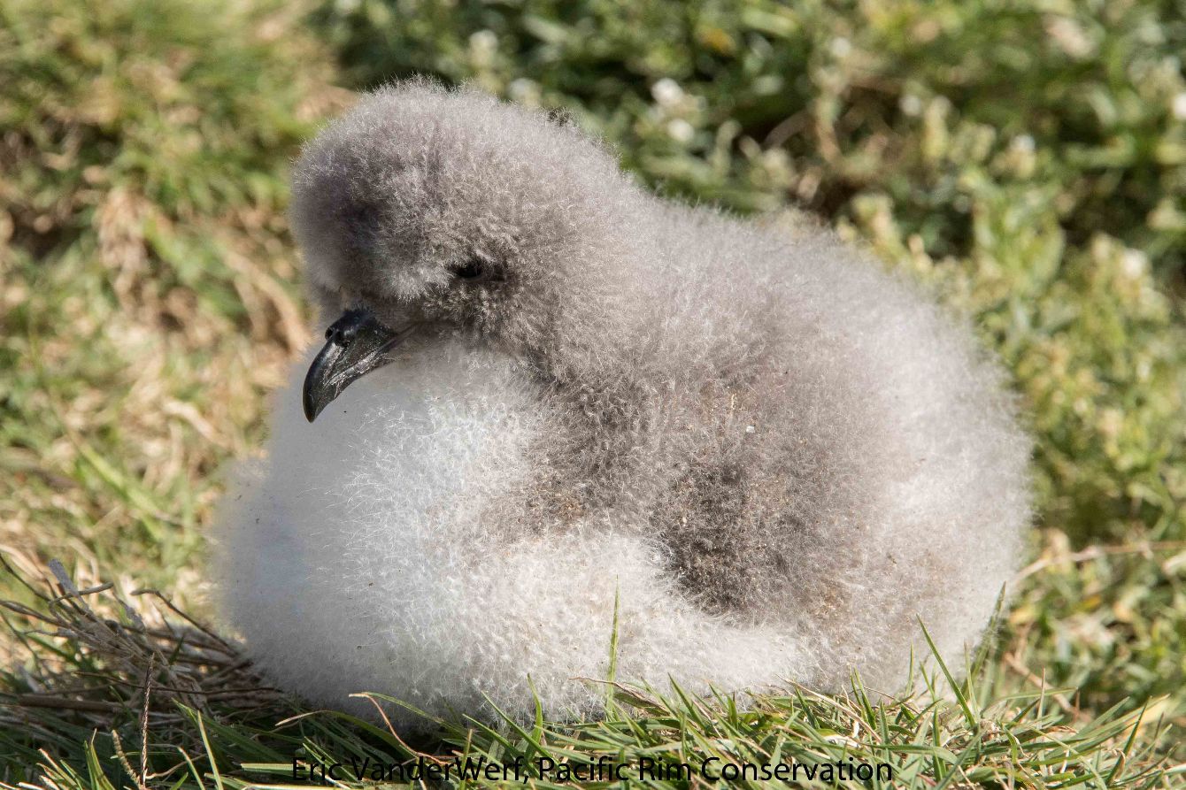 About the Nunulu & 'Akihike'ehi'ale Moon Shirt campaign on Bonfire 3